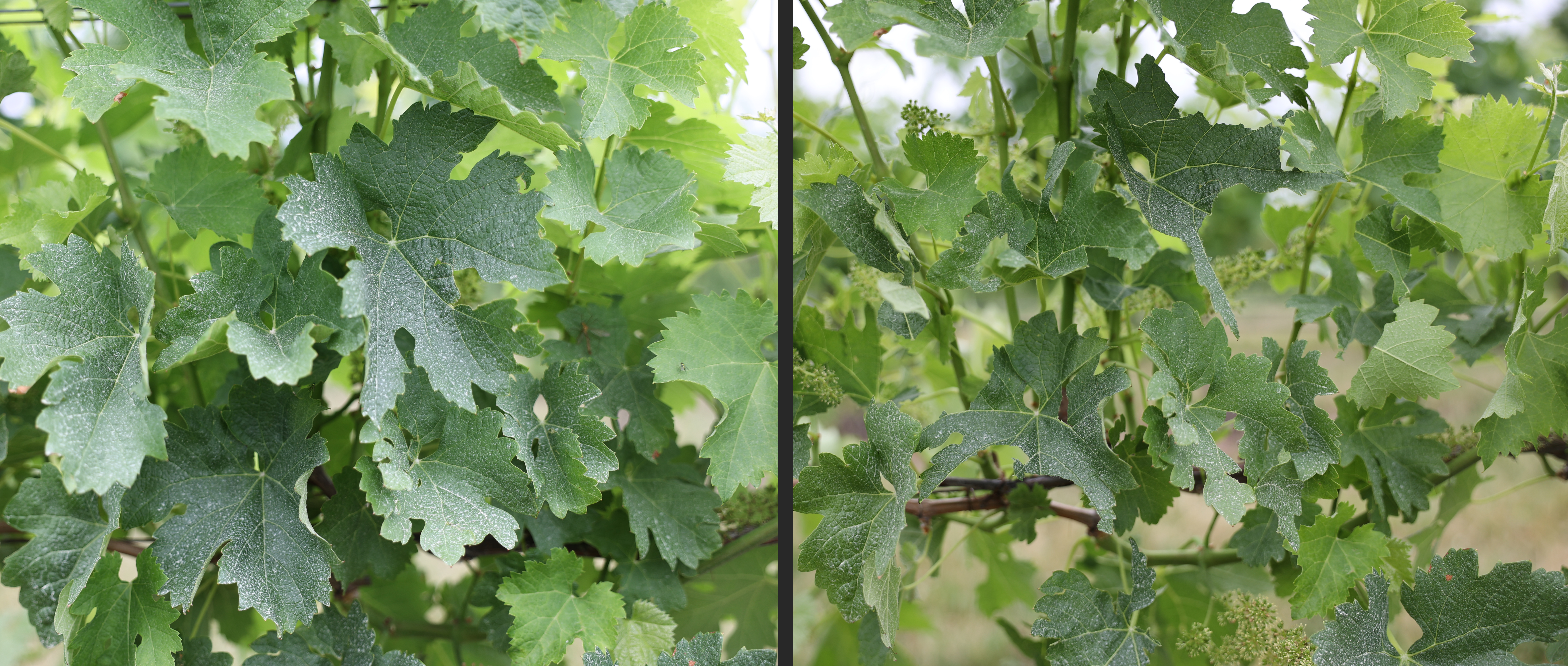 Wine grape canopy.